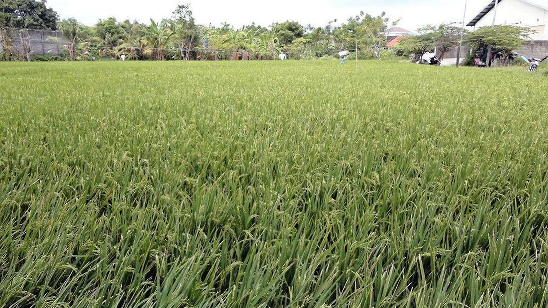 Nakula Stay Kuta Kuta Lombok